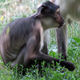 The White-naped Managbey monkey found in Atewa forest